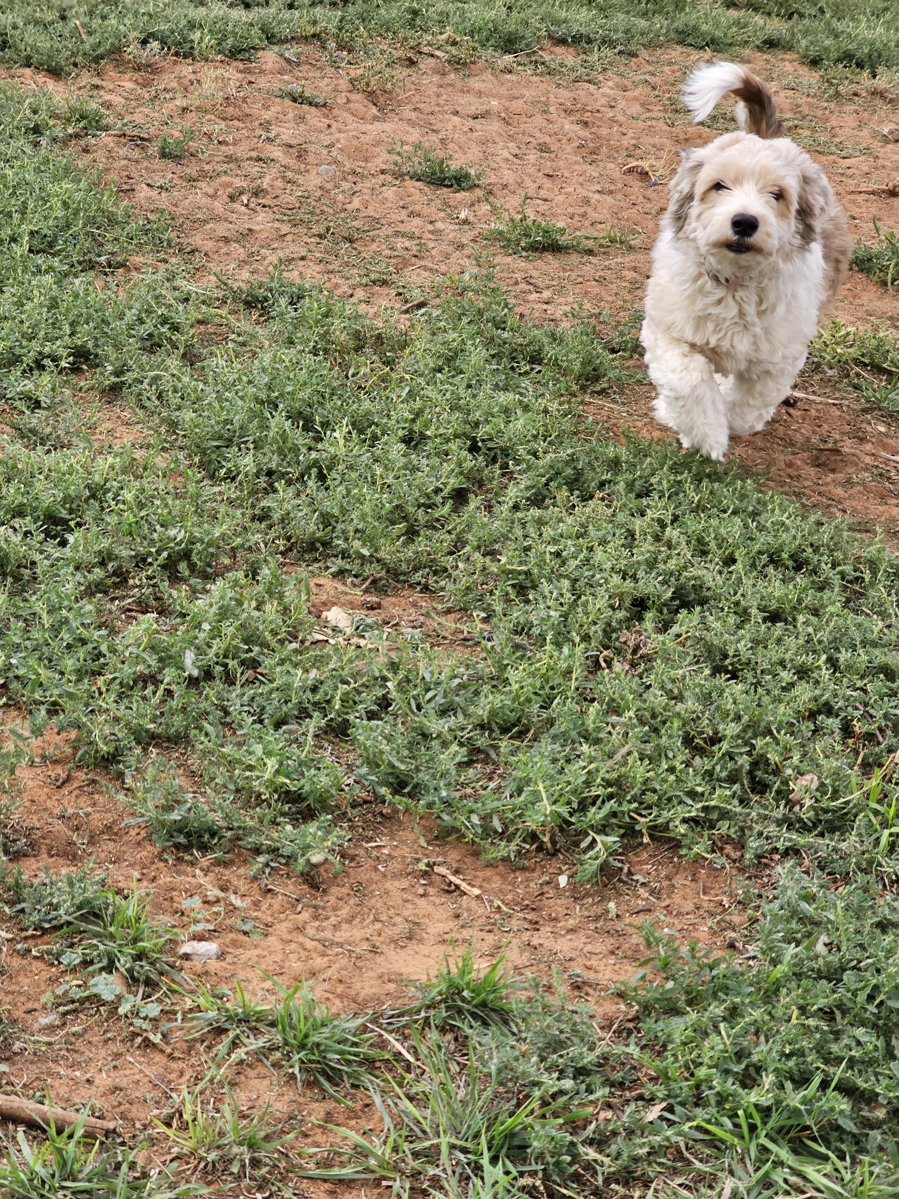 Enlarge Artie, a Adopted mixed breed in Clovis, NM image 1/6