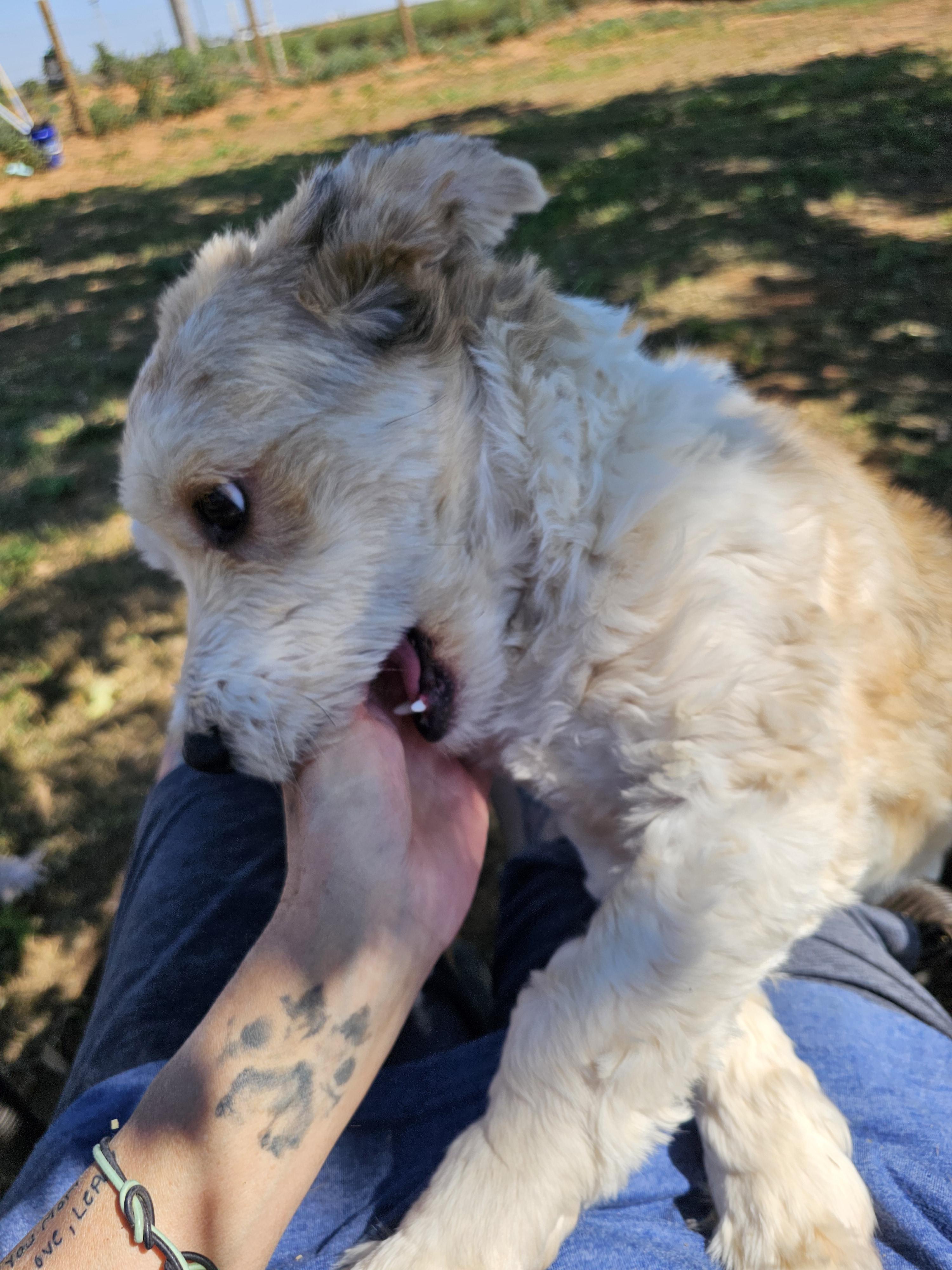 Enlarge Artie, a Adopted mixed breed in Clovis, NM image 2/6