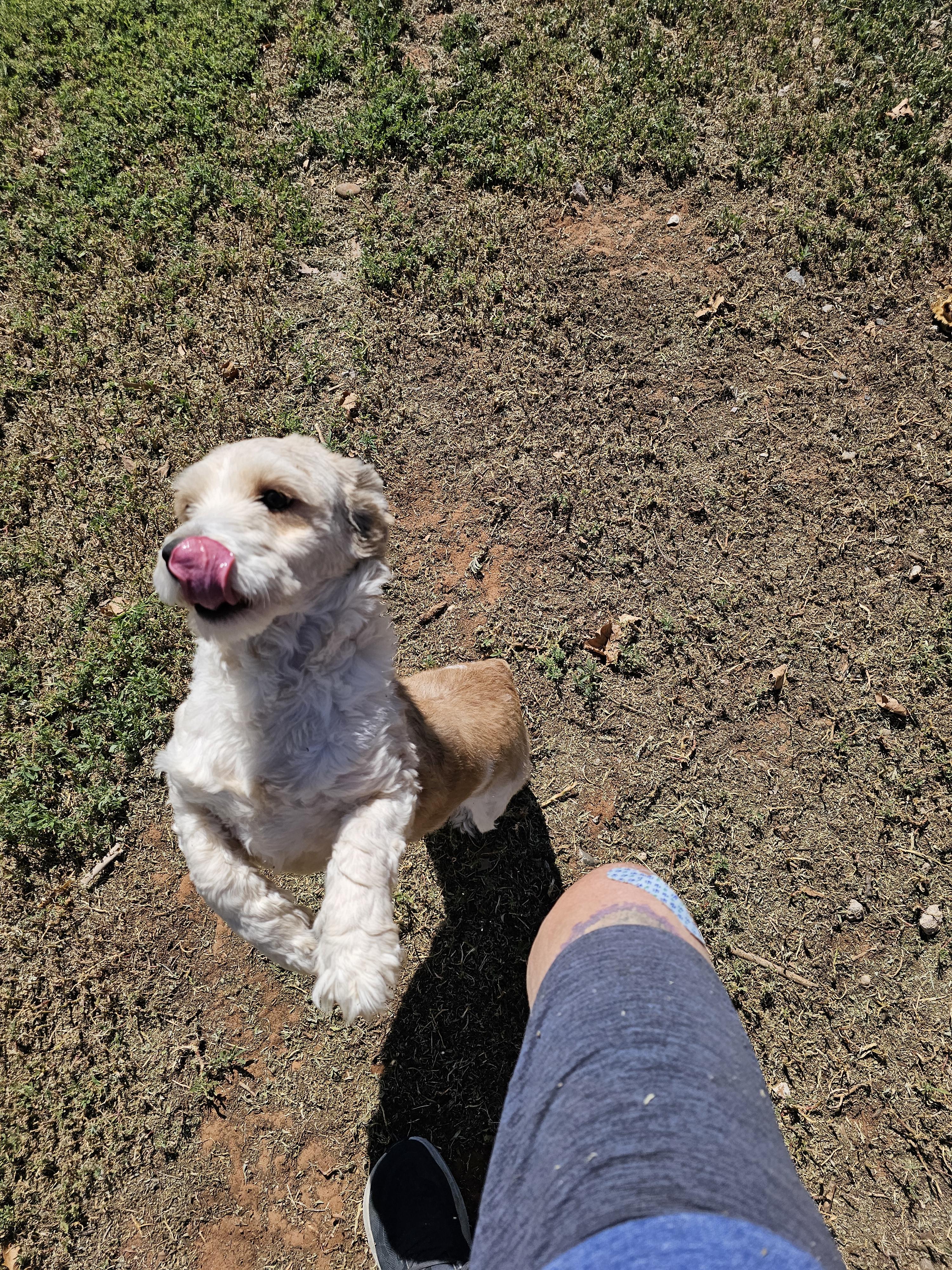Enlarge Artie, a Adopted mixed breed in Clovis, NM image 3/6