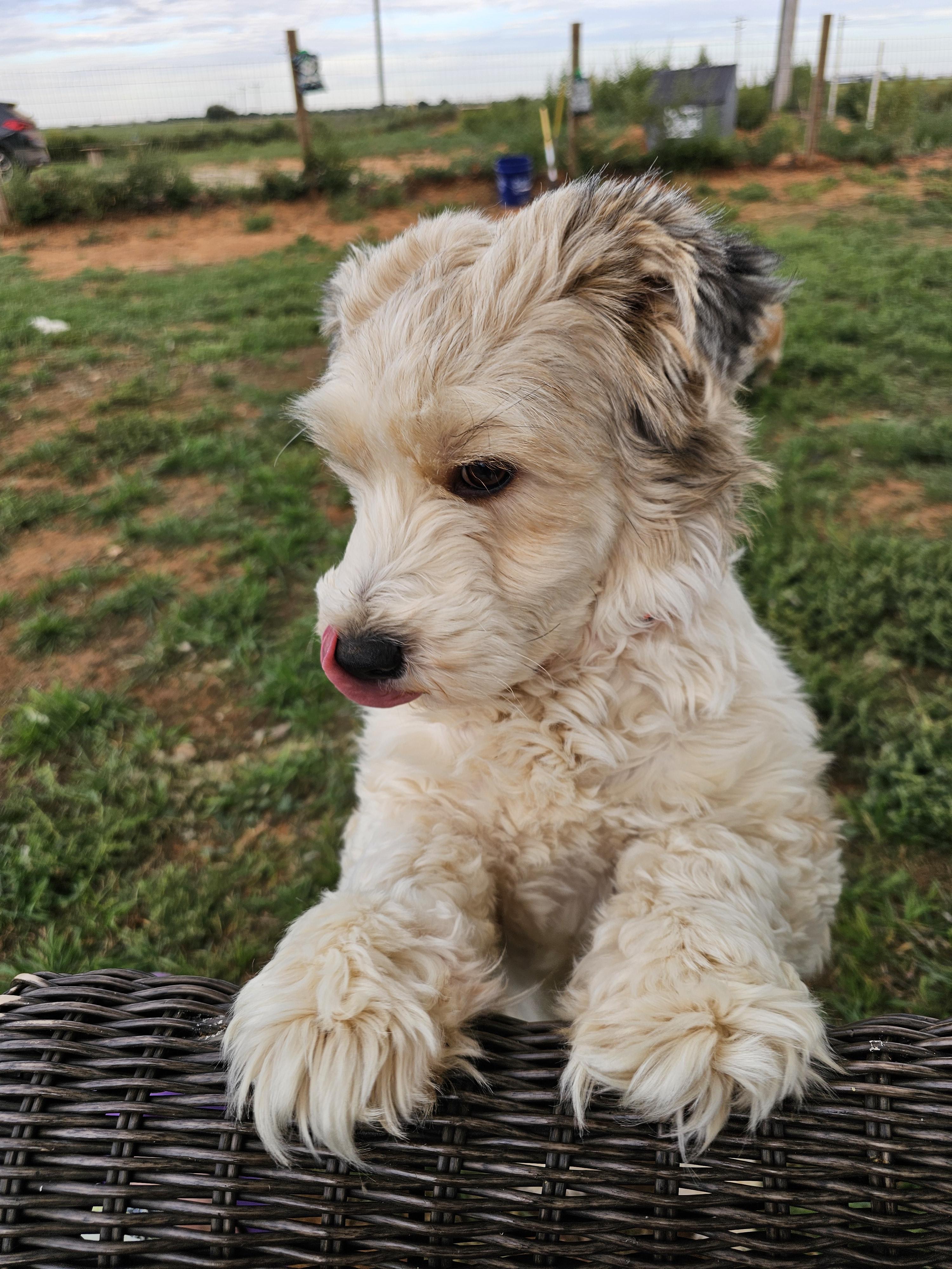 Enlarge Artie, a Adopted mixed breed in Clovis, NM image 4/6