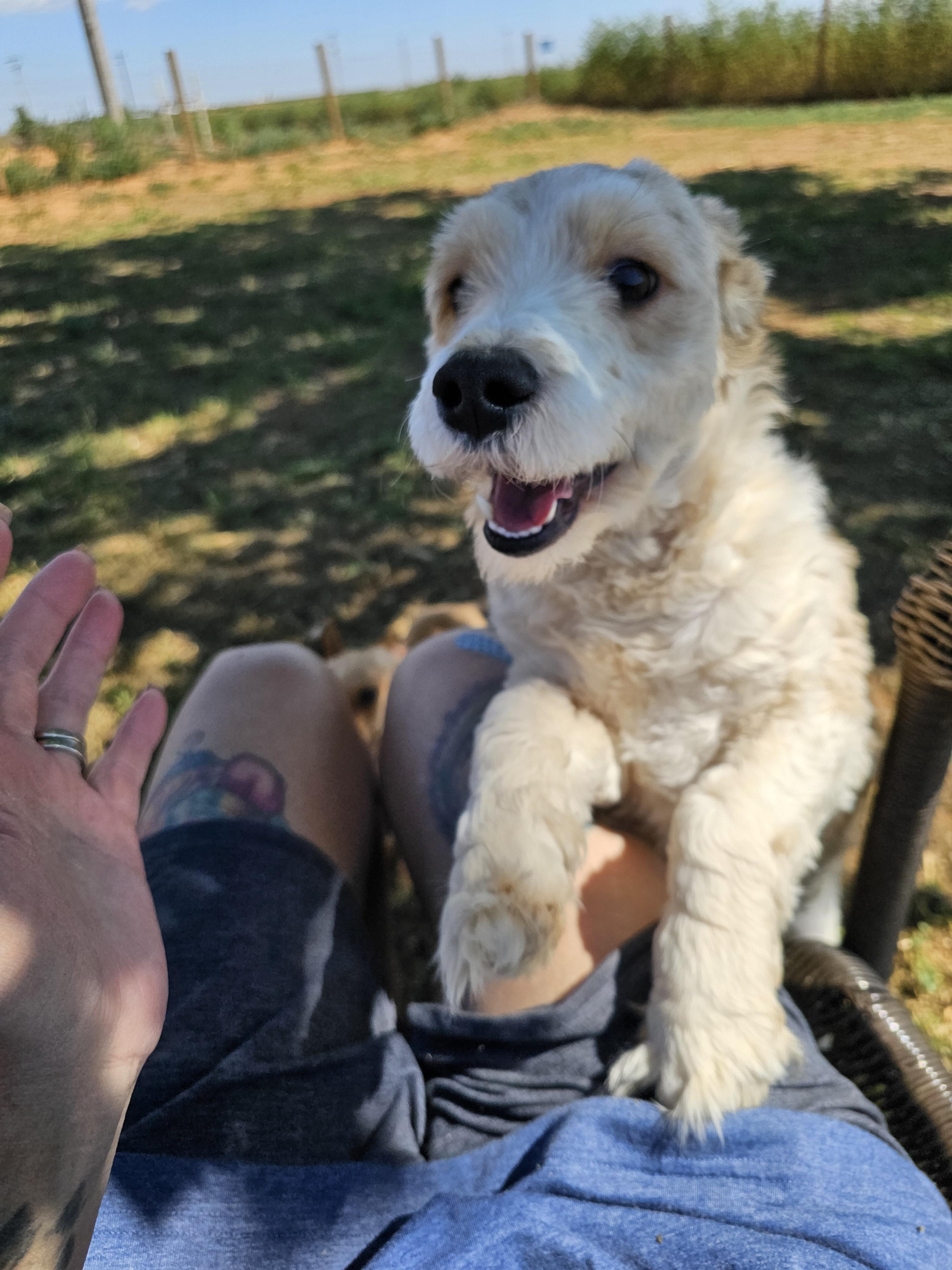 Enlarge Artie, a Adopted mixed breed in Clovis, NM image 5/6