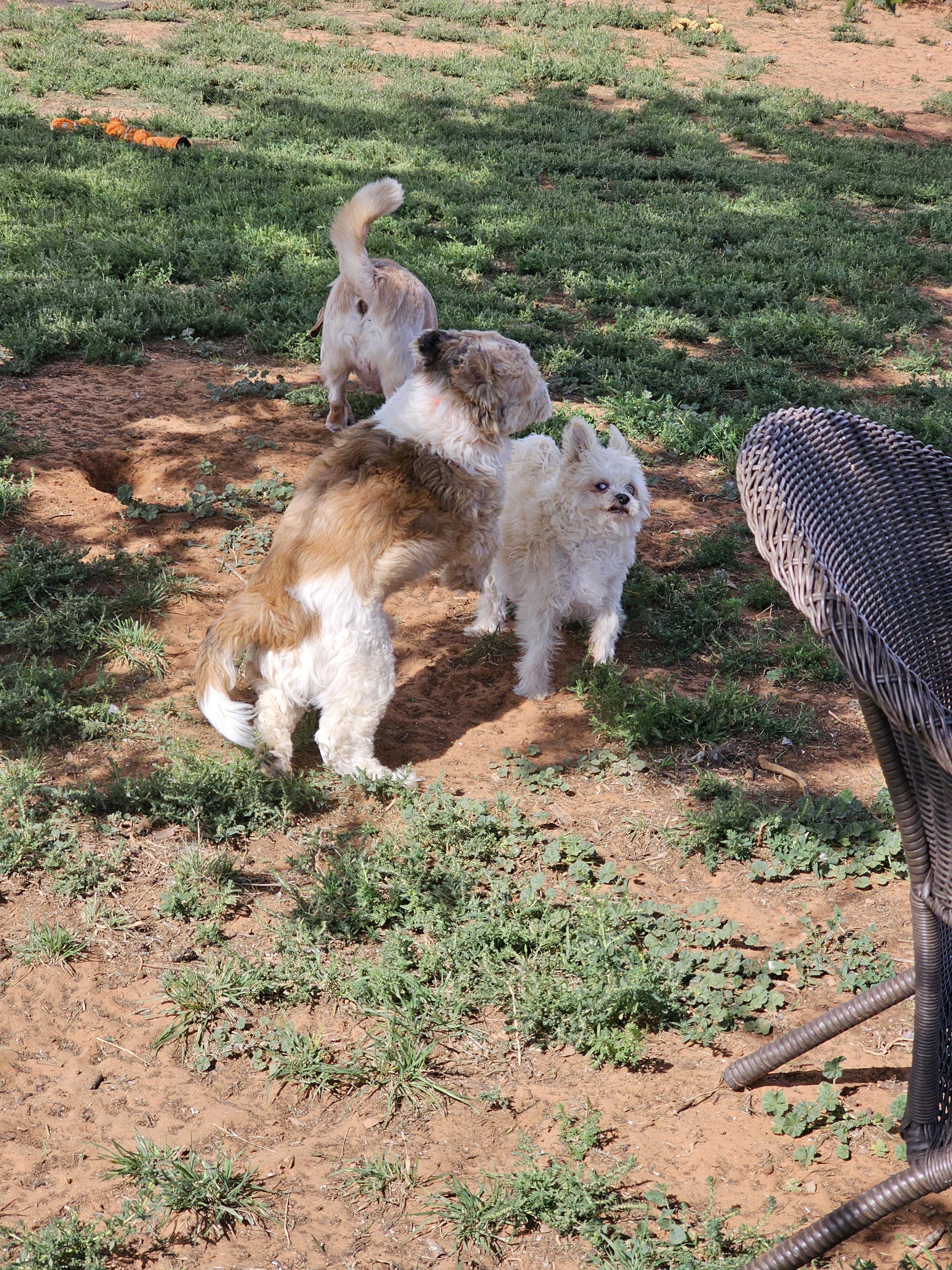 Enlarge Artie, a Adopted mixed breed in Clovis, NM image 6/6