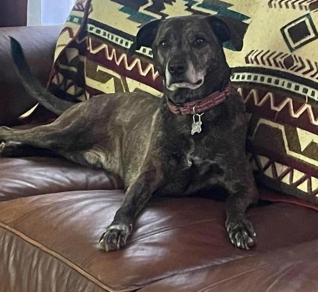 Lewis (5 years old), a Adoptable mixed breed in Southington, CT image 3/6