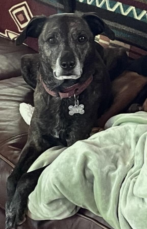 Lewis (5 years old), a Adoptable mixed breed in Southington, CT image 1/6