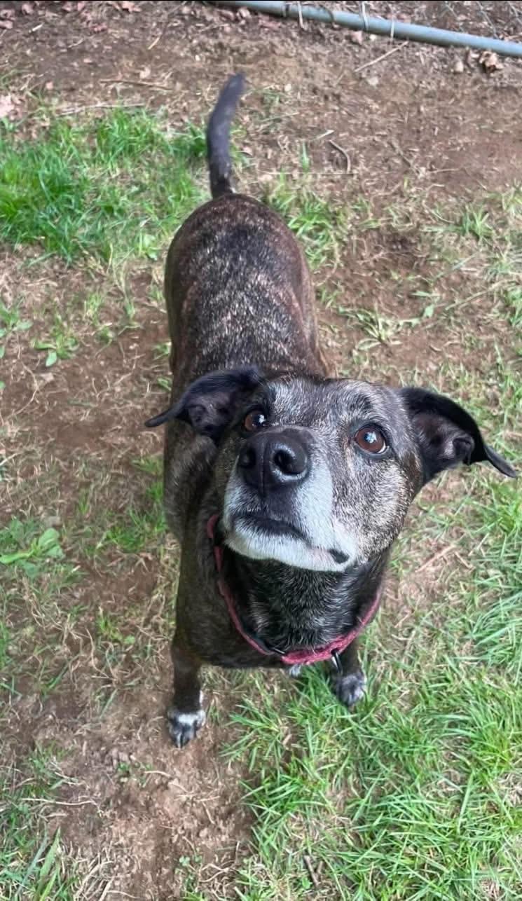 Lewis (5 years old), a Adoptable mixed breed in Southington, CT image 5/6