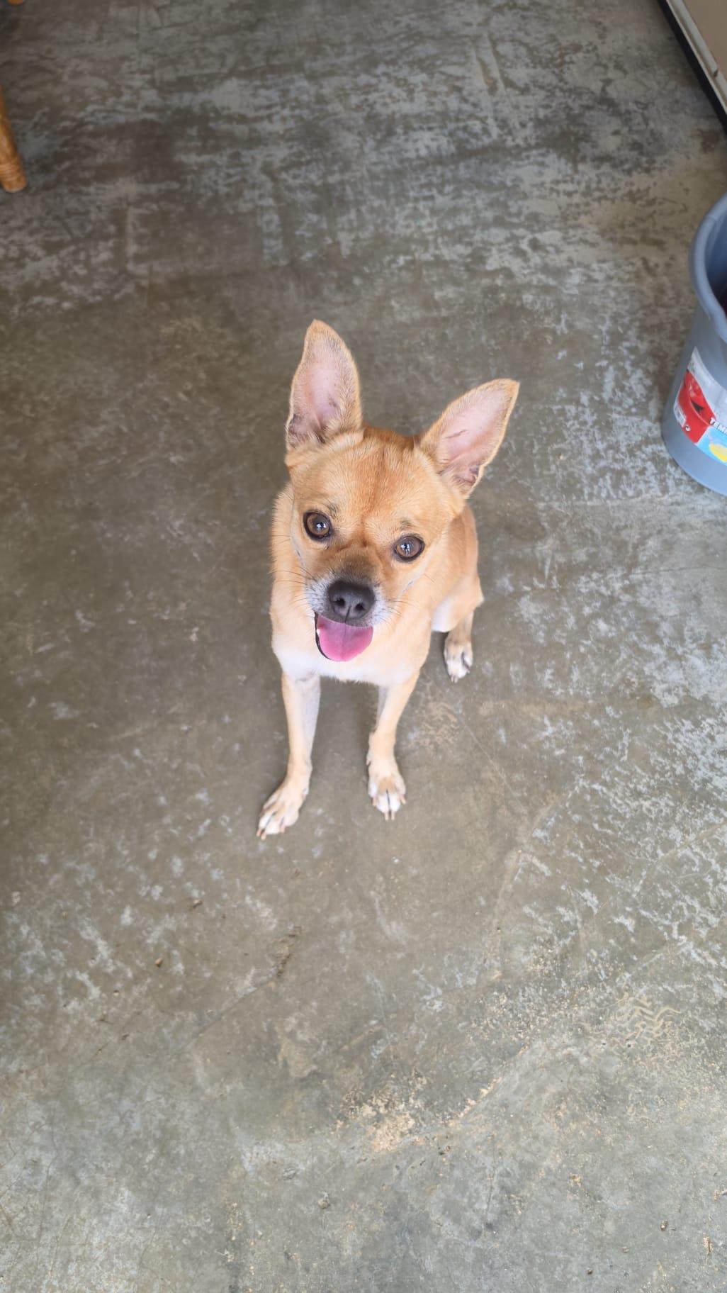 CHICKEN NUGGET - happy boy, a Adoptable mixed breed in New York, NY image 5/6