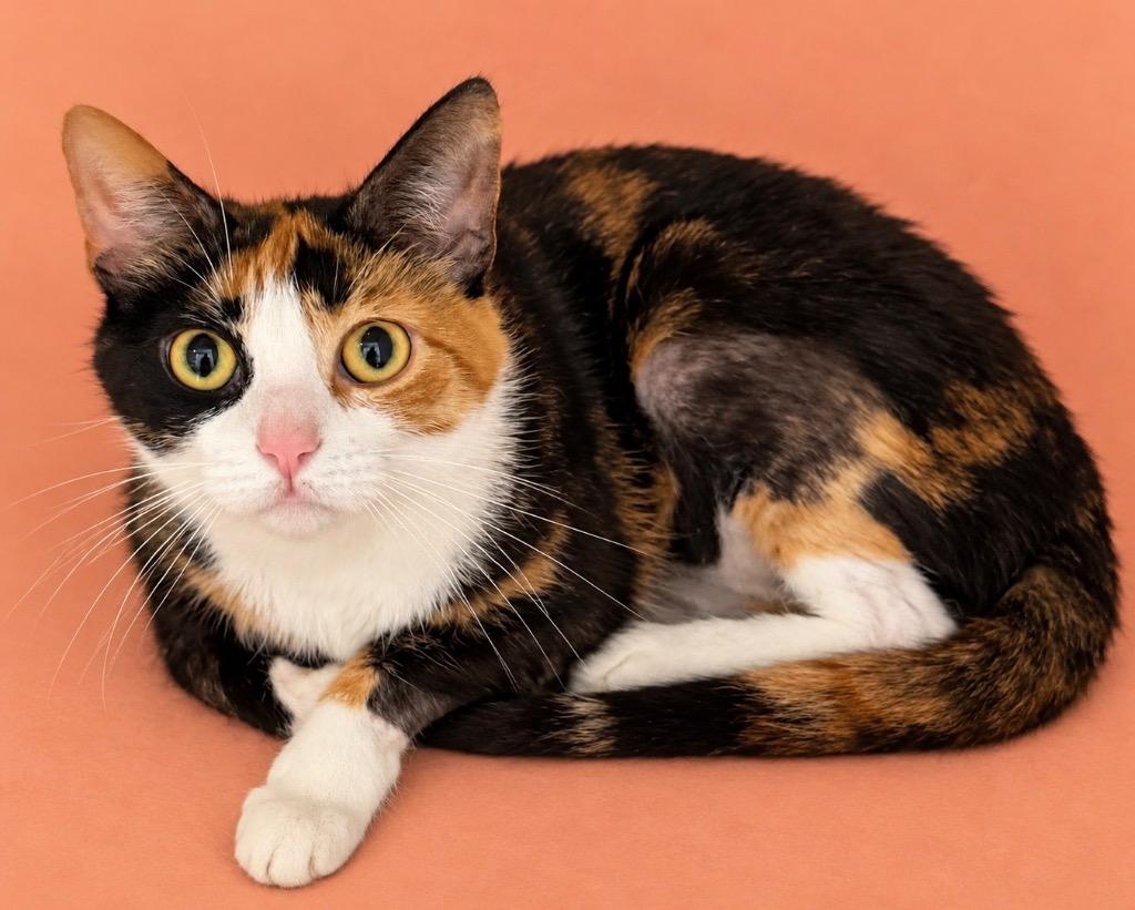 Callie, Adoptable, Adult Female Domestic Short Hair.