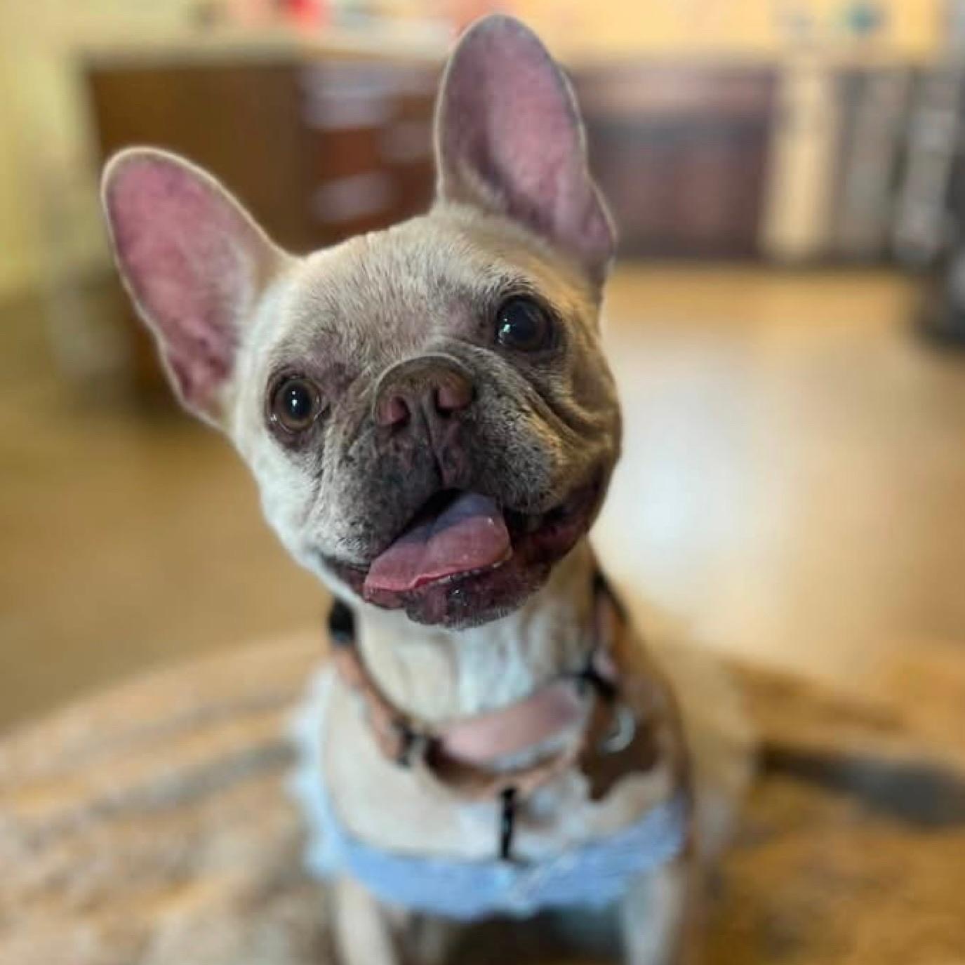 Enlarge Bella, a ADOPTABLE French Bulldog in Citrus Heights, CA image 4/6