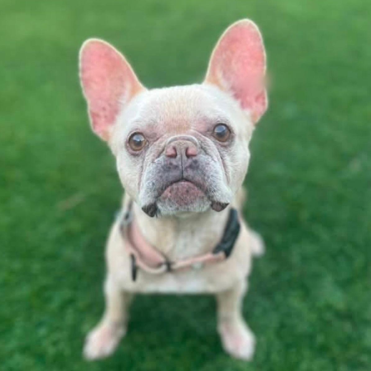 Enlarge Bella, a ADOPTABLE French Bulldog in Citrus Heights, CA image 6/6