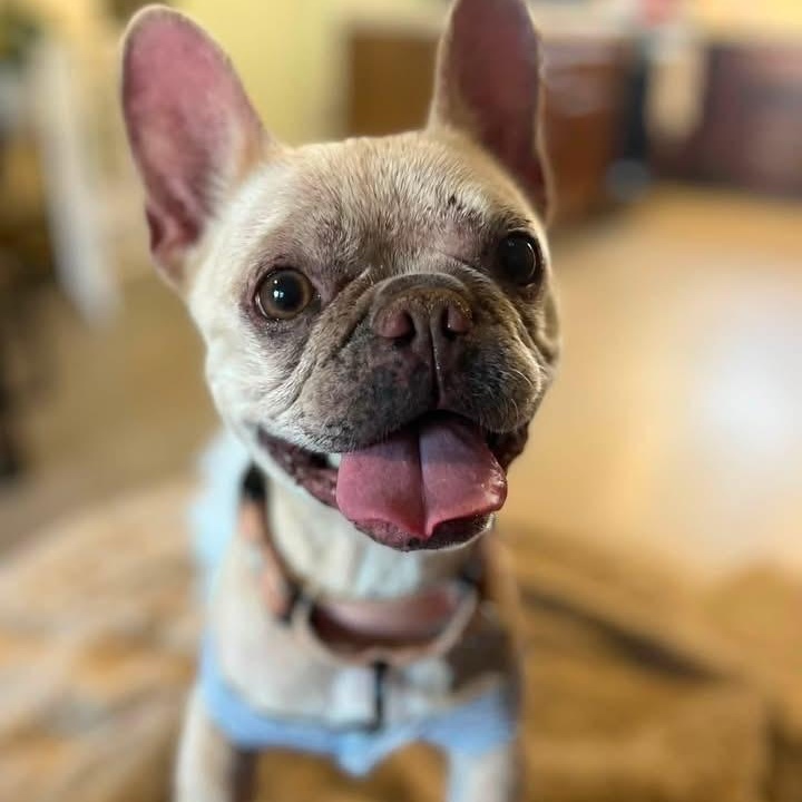 Enlarge Bella, a ADOPTABLE French Bulldog in Citrus Heights, CA image 3/6