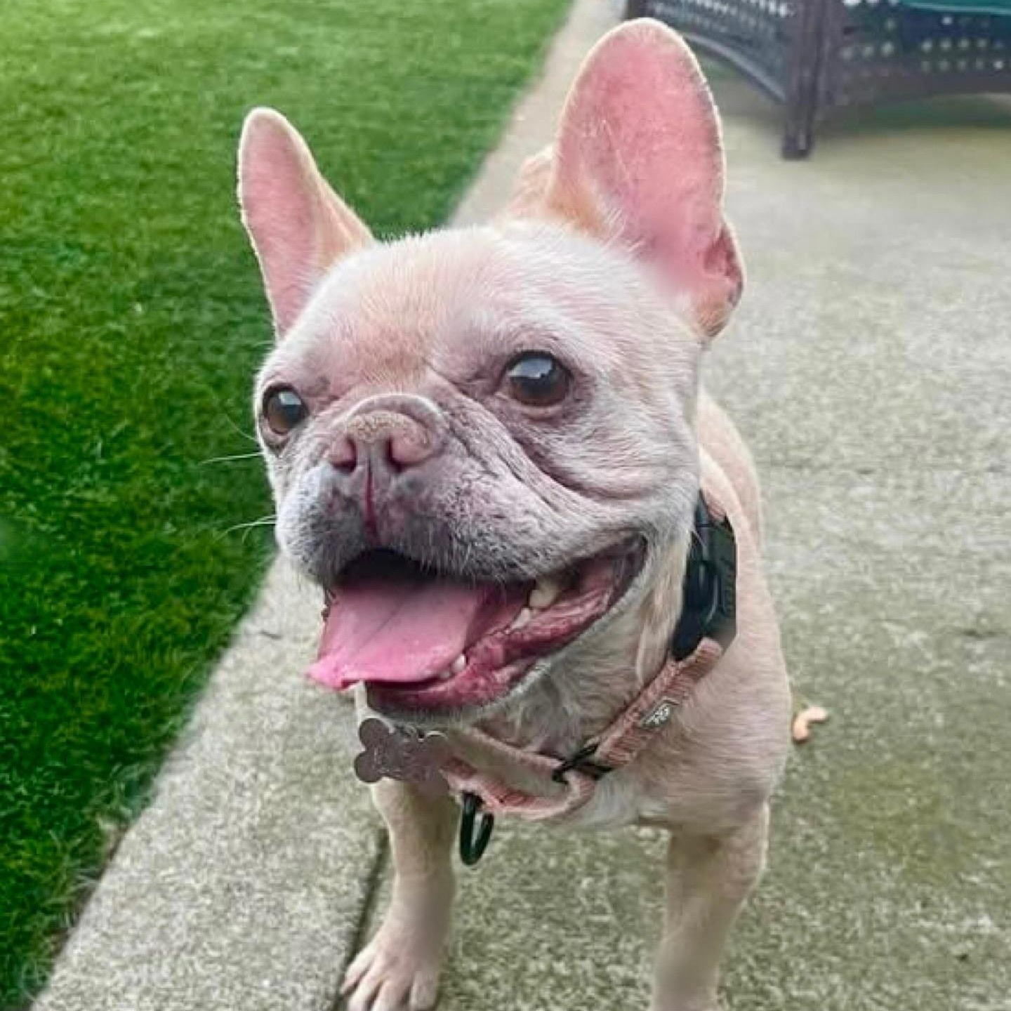 Bella, ADOPTABLE, Adult Female French Bulldog.