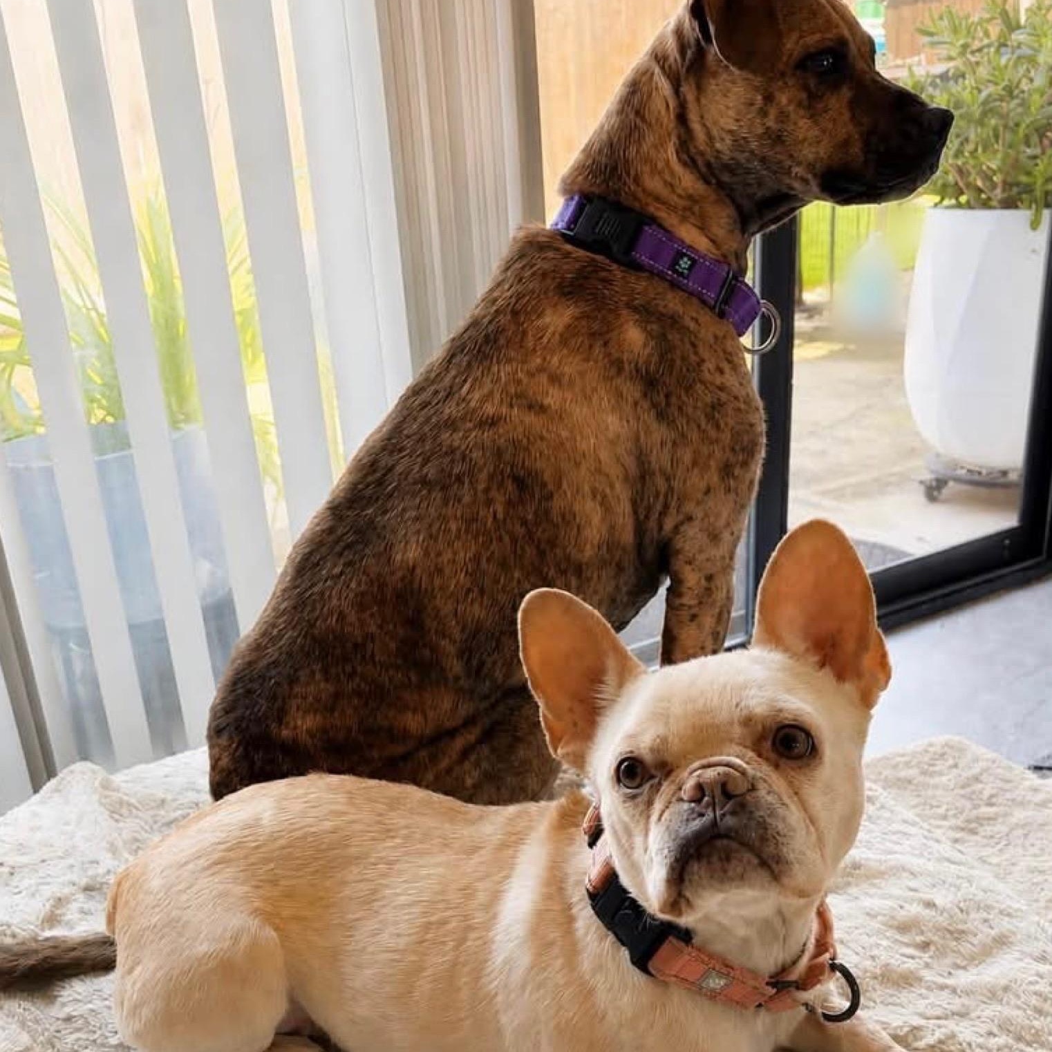 Enlarge Bella, a ADOPTABLE French Bulldog in Citrus Heights, CA image 5/6