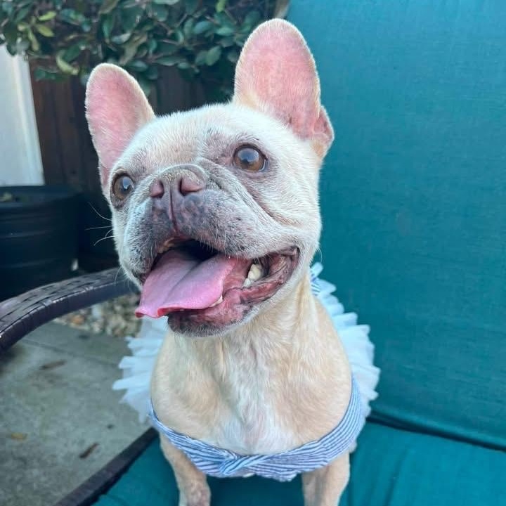 Bella, ADOPTABLE, Adult Female French Bulldog.
