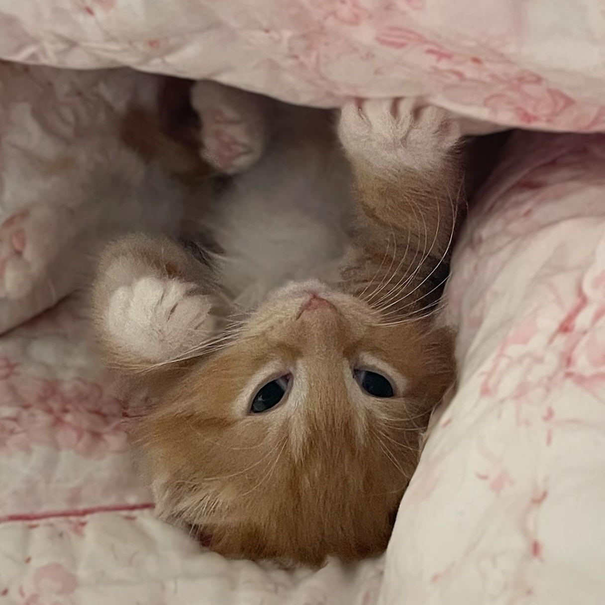 Enlarge Gabriel, a Adoptable mixed breed in Culpeper, VA image 6/6