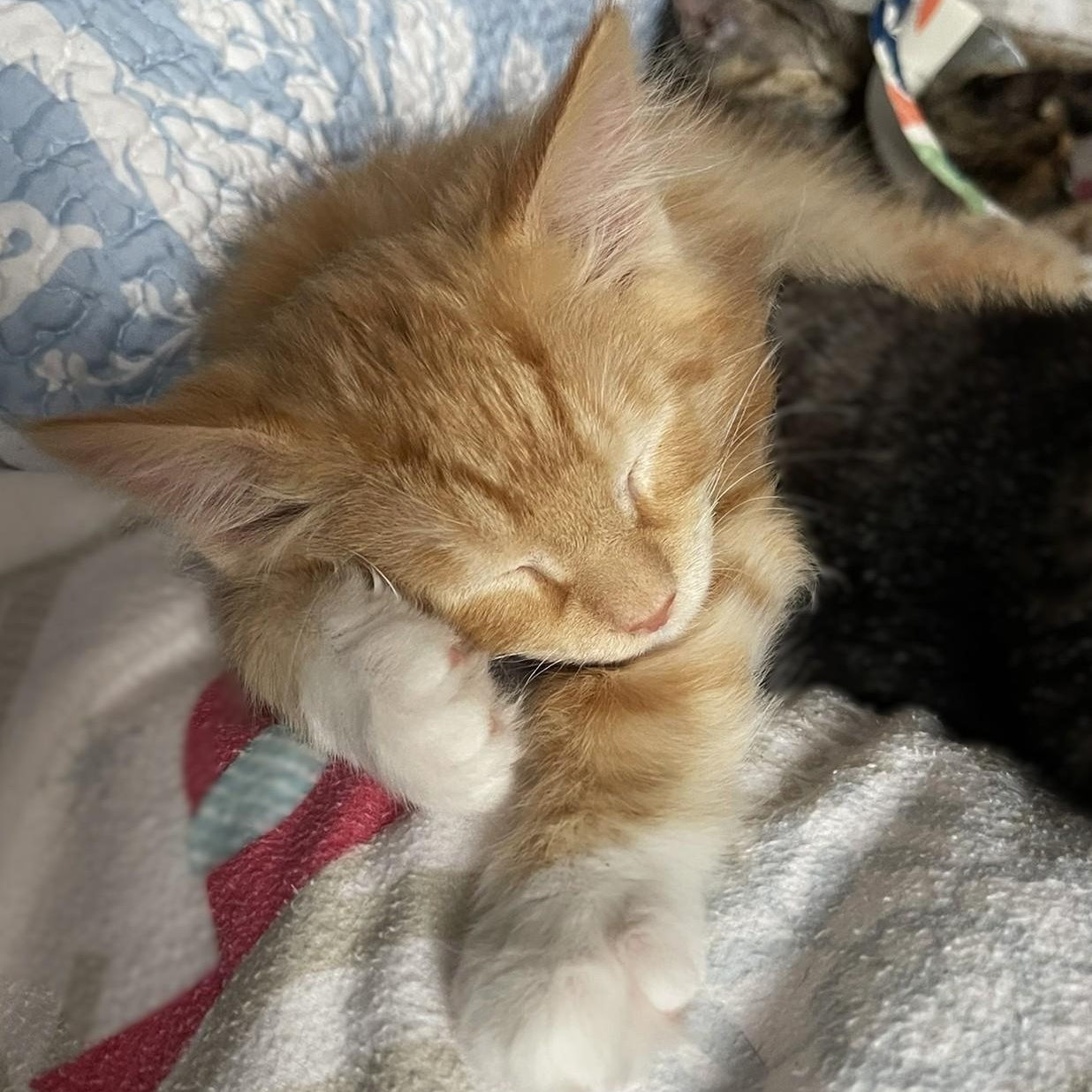 Enlarge Gabriel, a Adoptable mixed breed in Culpeper, VA image 4/6