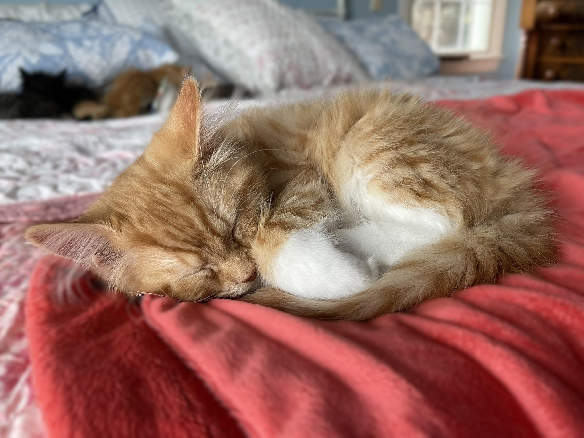 Enlarge Gabriel, a Adoptable mixed breed in Culpeper, VA image 5/6