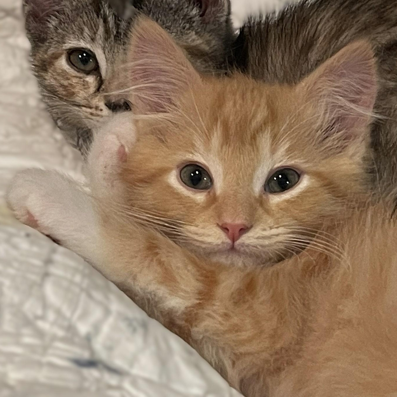 Gabriel, Adoptable, Kitten Male Tabby & Domestic Medium Hair.