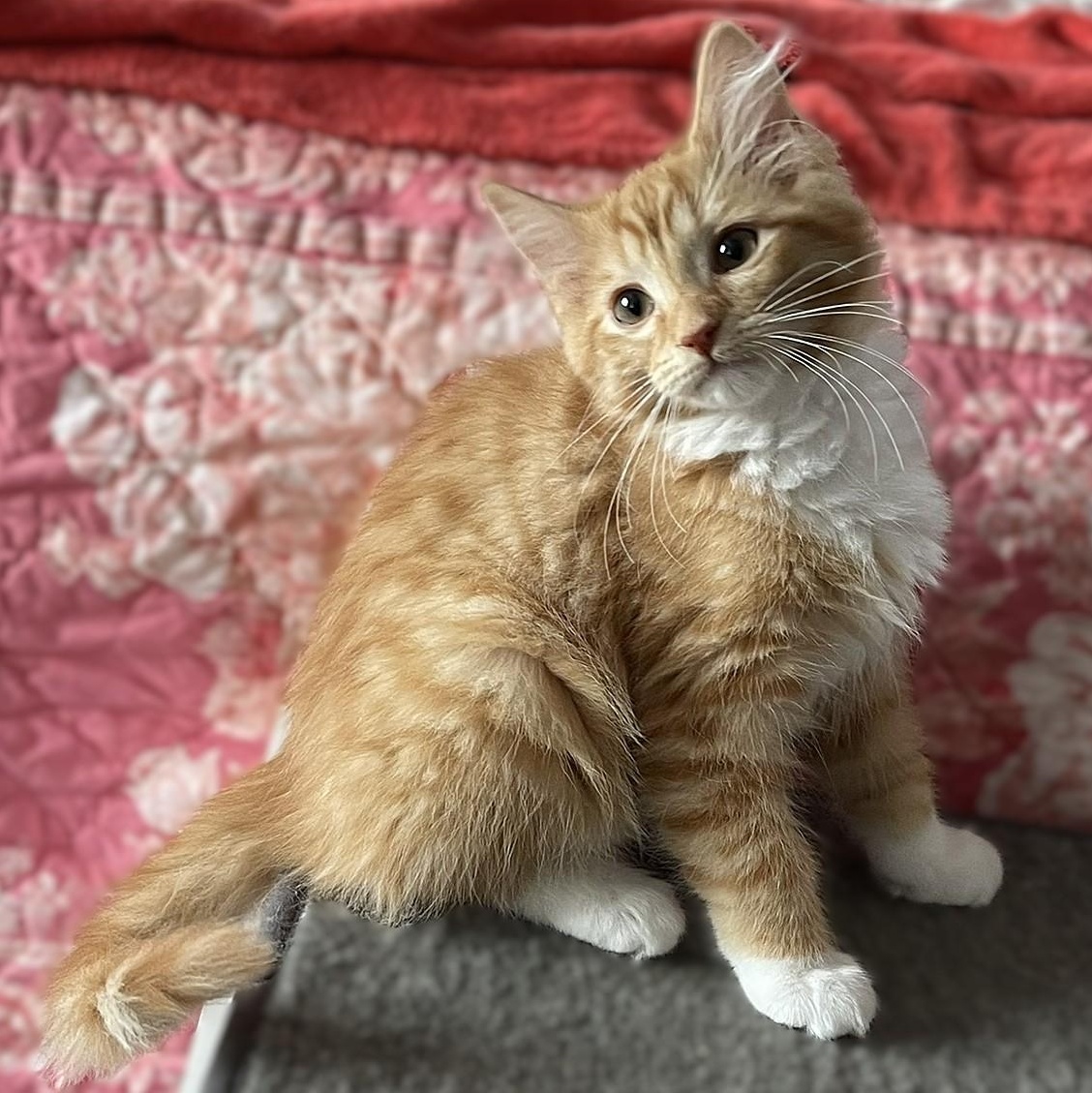 Enlarge Gabriel, a Adoptable mixed breed in Culpeper, VA image 3/6