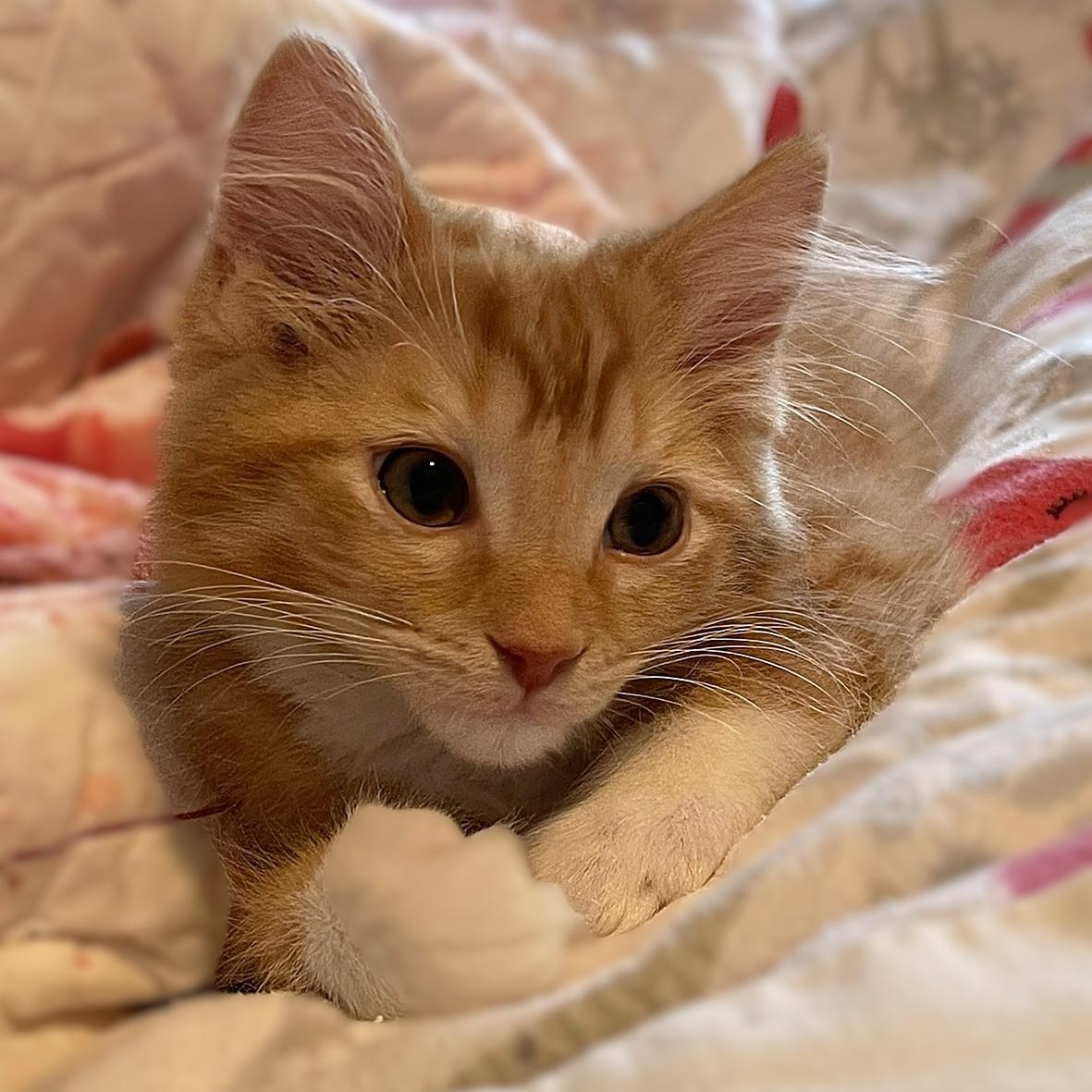 Enlarge Gabriel, a Adoptable mixed breed in Culpeper, VA image 2/6