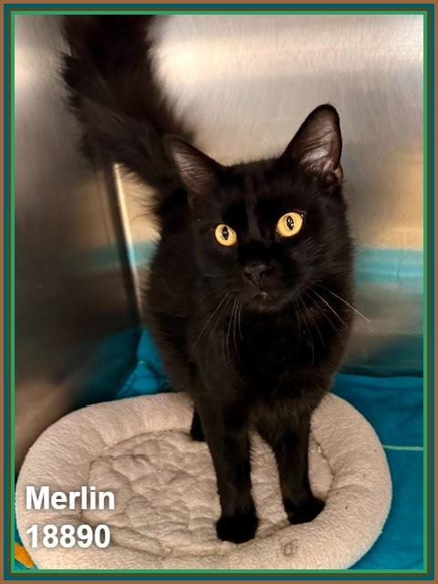 Enlarge MERLIN, an adopted mixed breed in Marietta, GA image 2/3