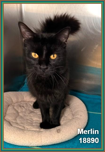 MERLIN, adopted, Young Male Domestic Medium Hair.