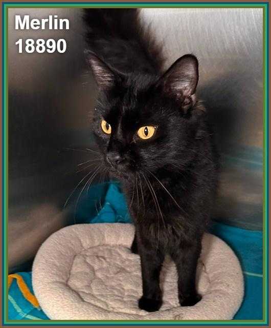 Enlarge MERLIN, an adopted mixed breed in Marietta, GA image 3/3