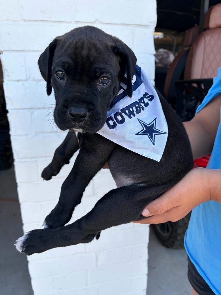 Enlarge Rowdy, a Adoptable mixed breed in Frisco, TX image 1/3