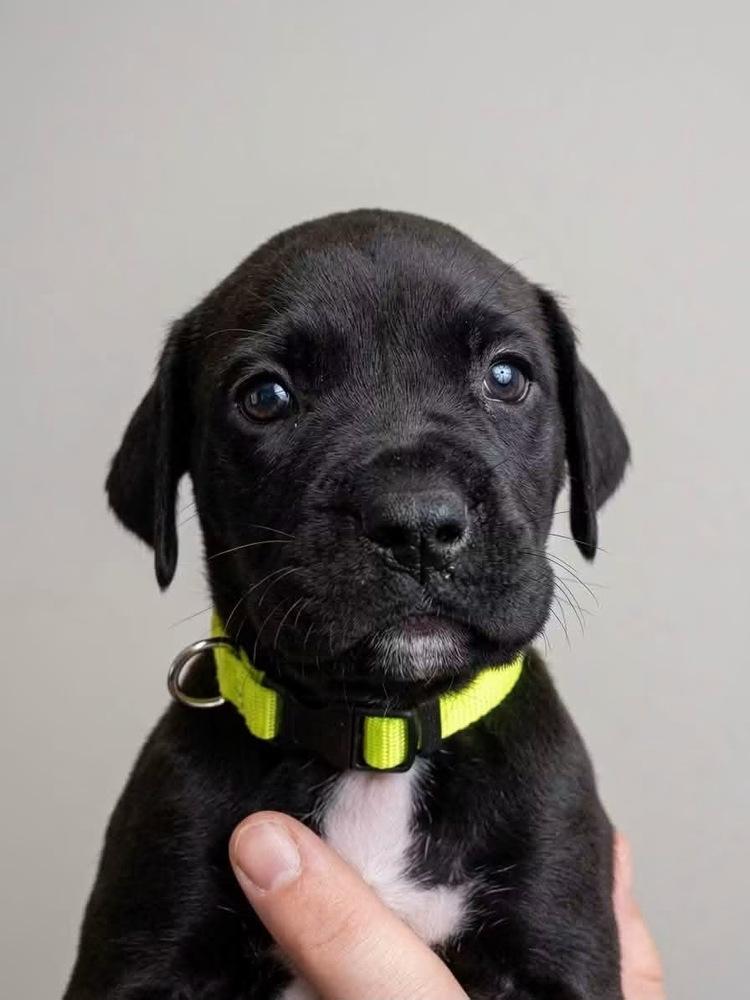 Enlarge Rowdy, a Adoptable mixed breed in Frisco, TX image 2/3