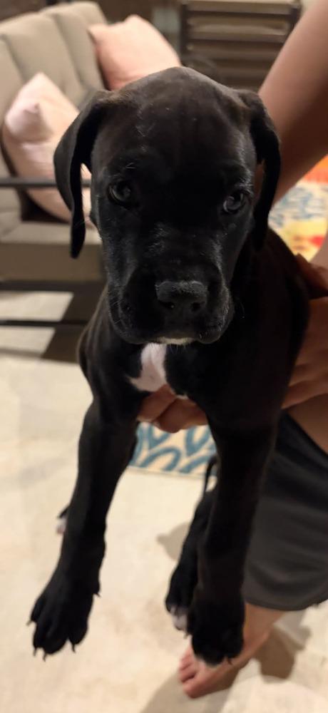 Enlarge Rowdy, a Adoptable mixed breed in Frisco, TX image 4/4