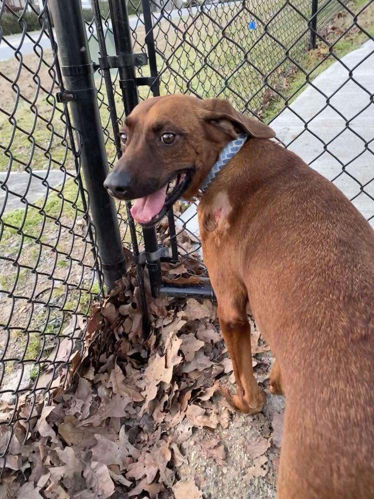 Enlarge Velvet, a Adopted mixed breed in Sherwood, AR image 1/6