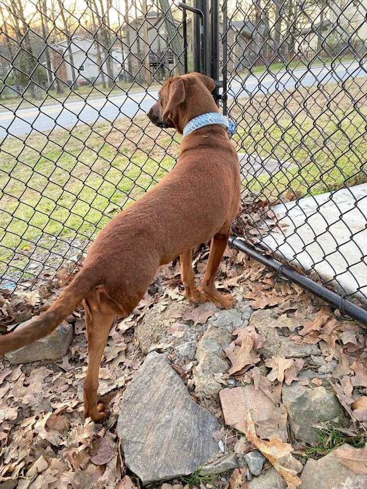 Enlarge Velvet, a Adopted mixed breed in Sherwood, AR image 2/6