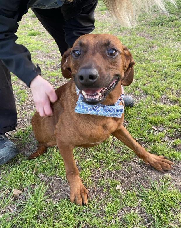 Enlarge Velvet, a Adopted mixed breed in Sherwood, AR image 3/6