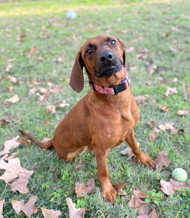 Enlarge Velvet, a Adopted mixed breed in Sherwood, AR image 4/6