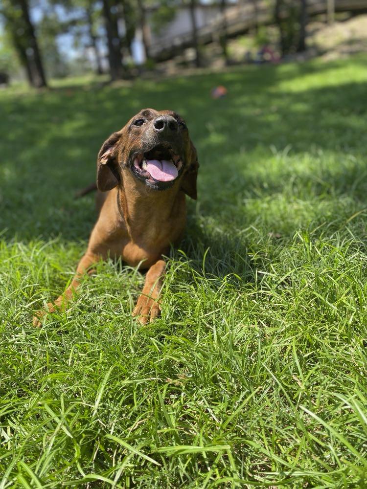 Enlarge Velvet, a Adopted mixed breed in Sherwood, AR image 5/6
