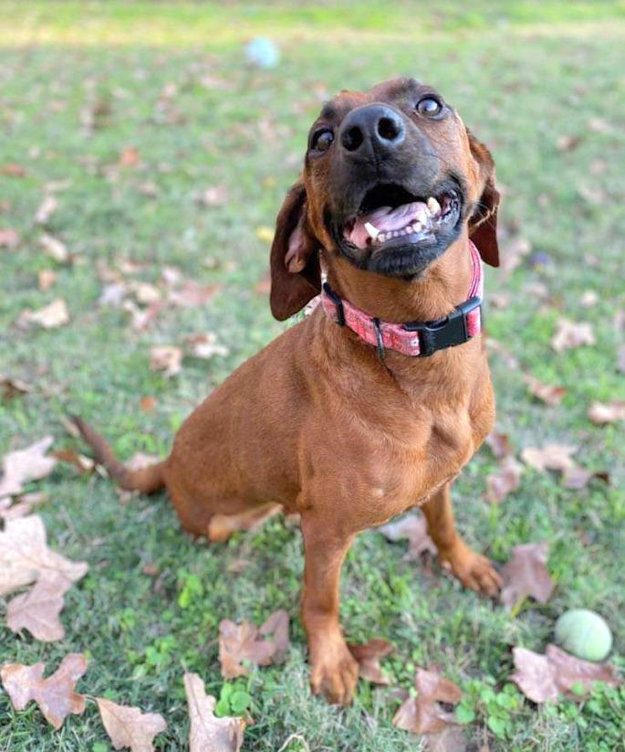 Enlarge Velvet, a Adopted mixed breed in Sherwood, AR image 6/6