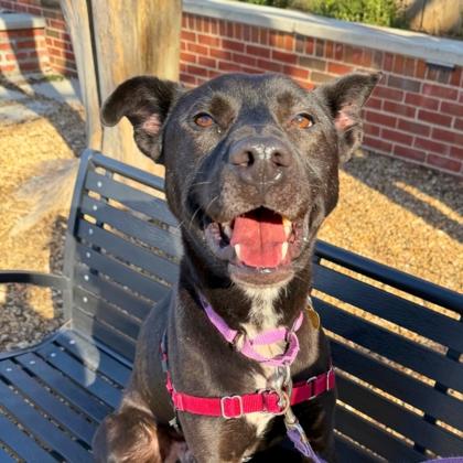 Limerick, Adoptable, Adult Male Mixed Breed & Mixed Breed.