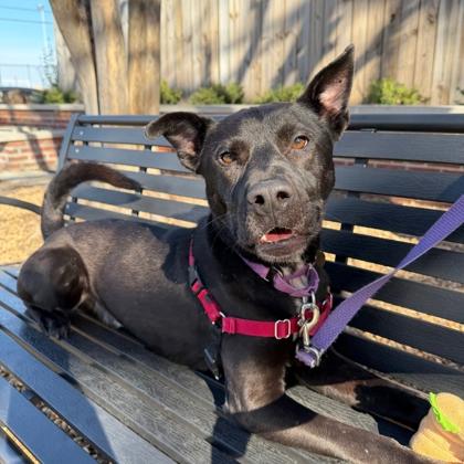 Enlarge Limerick, a Adoptable mixed breed in Richmond, VA image 2/3