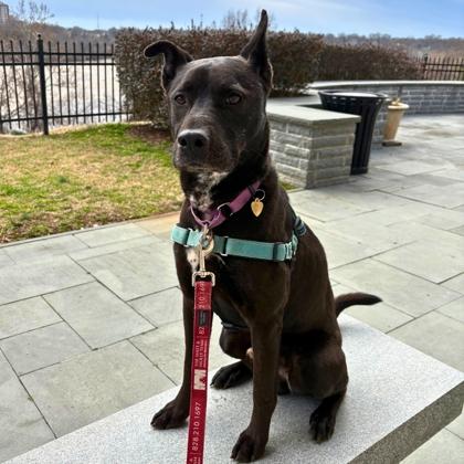 Enlarge Limerick, a Adoptable mixed breed in Richmond, VA image 3/3