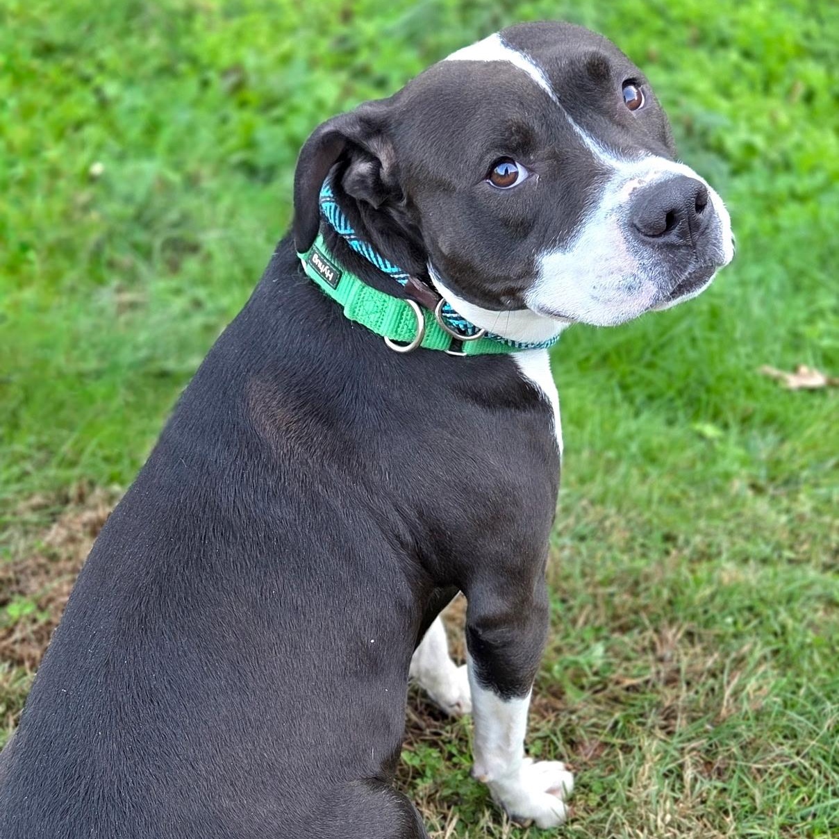 Caesar, Adoptable, Adult Male American Staffordshire Terrier.