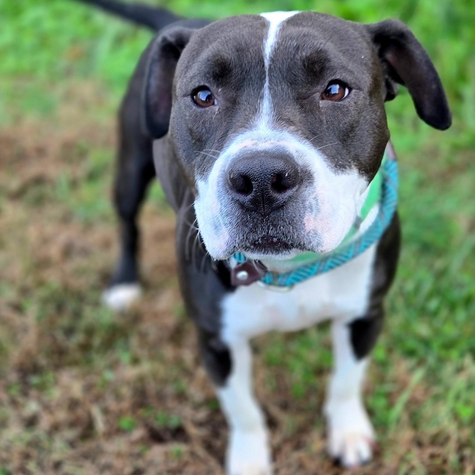 Enlarge Caesar, a Adoptable mixed breed in Franklin, NC image 2/4