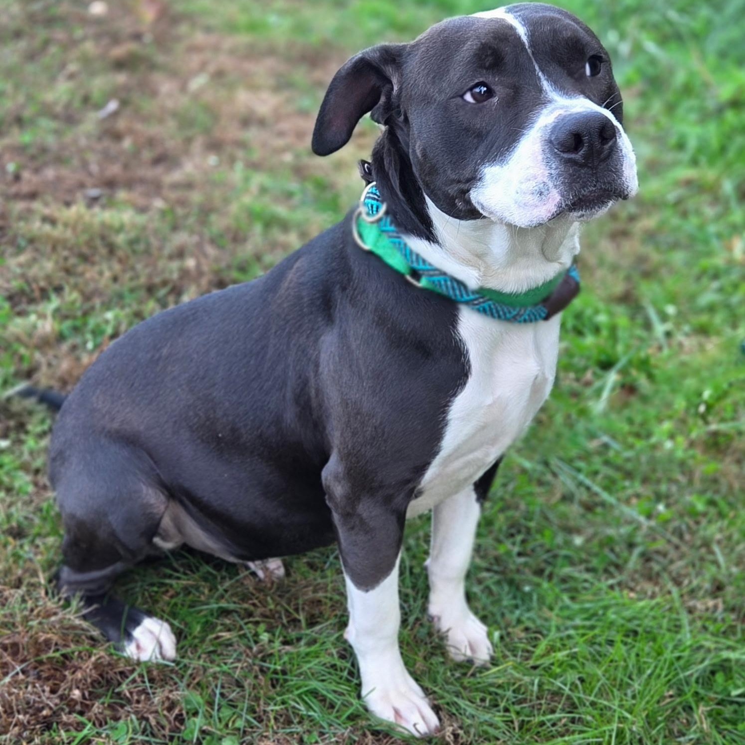 Enlarge Caesar, a Adoptable mixed breed in Franklin, NC image 3/4