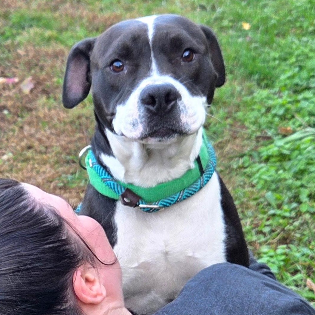 Enlarge Caesar, a Adoptable mixed breed in Franklin, NC image 4/4