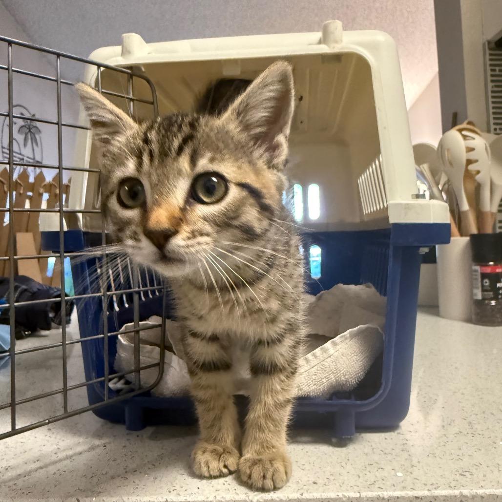 Grace, Adoptable, Kitten Female Domestic Short Hair.
