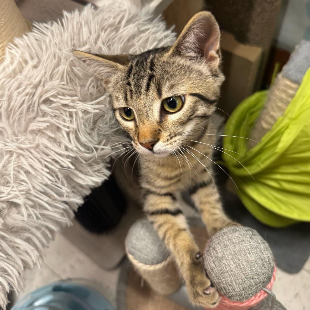Grace, a Adoptable Domestic Short Hair in Escondido, CA image 2/6