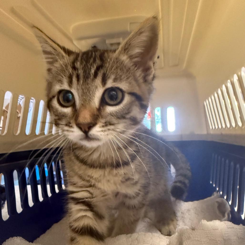 Grace, a Adoptable Domestic Short Hair in Escondido, CA image 3/6