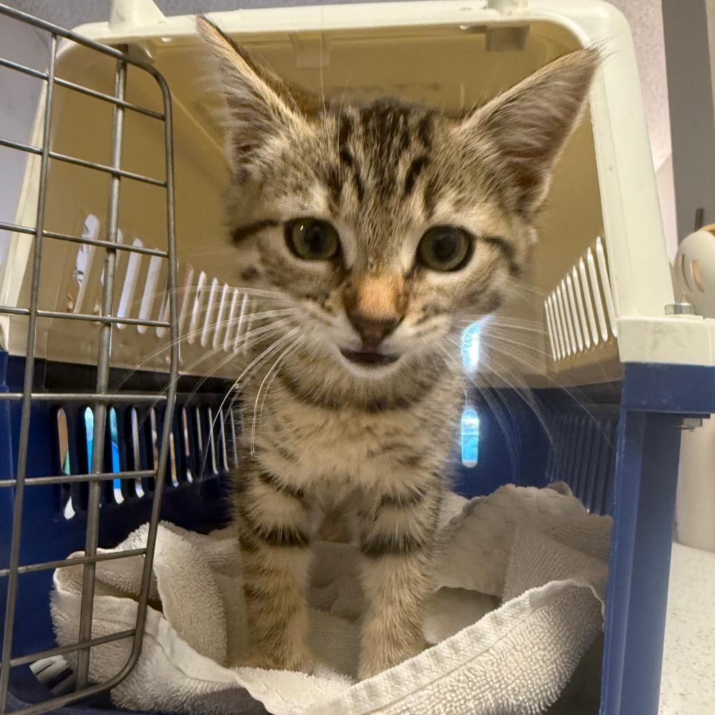 Grace, a Adoptable Domestic Short Hair in Escondido, CA image 4/6