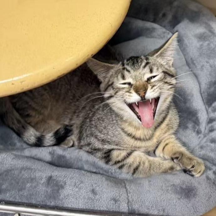 Grace, a Adoptable Domestic Short Hair in Escondido, CA image 5/6