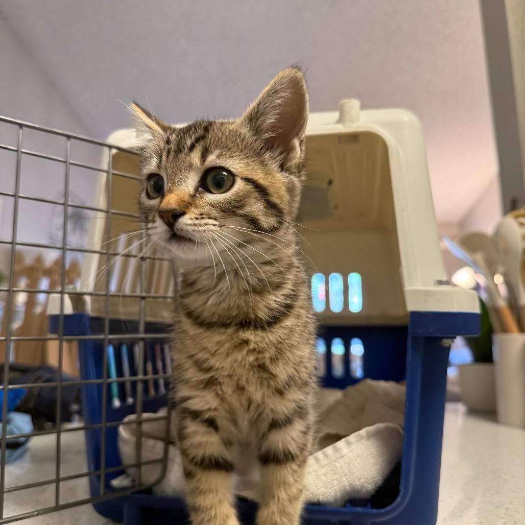 Grace, a Adoptable Domestic Short Hair in Escondido, CA image 6/6