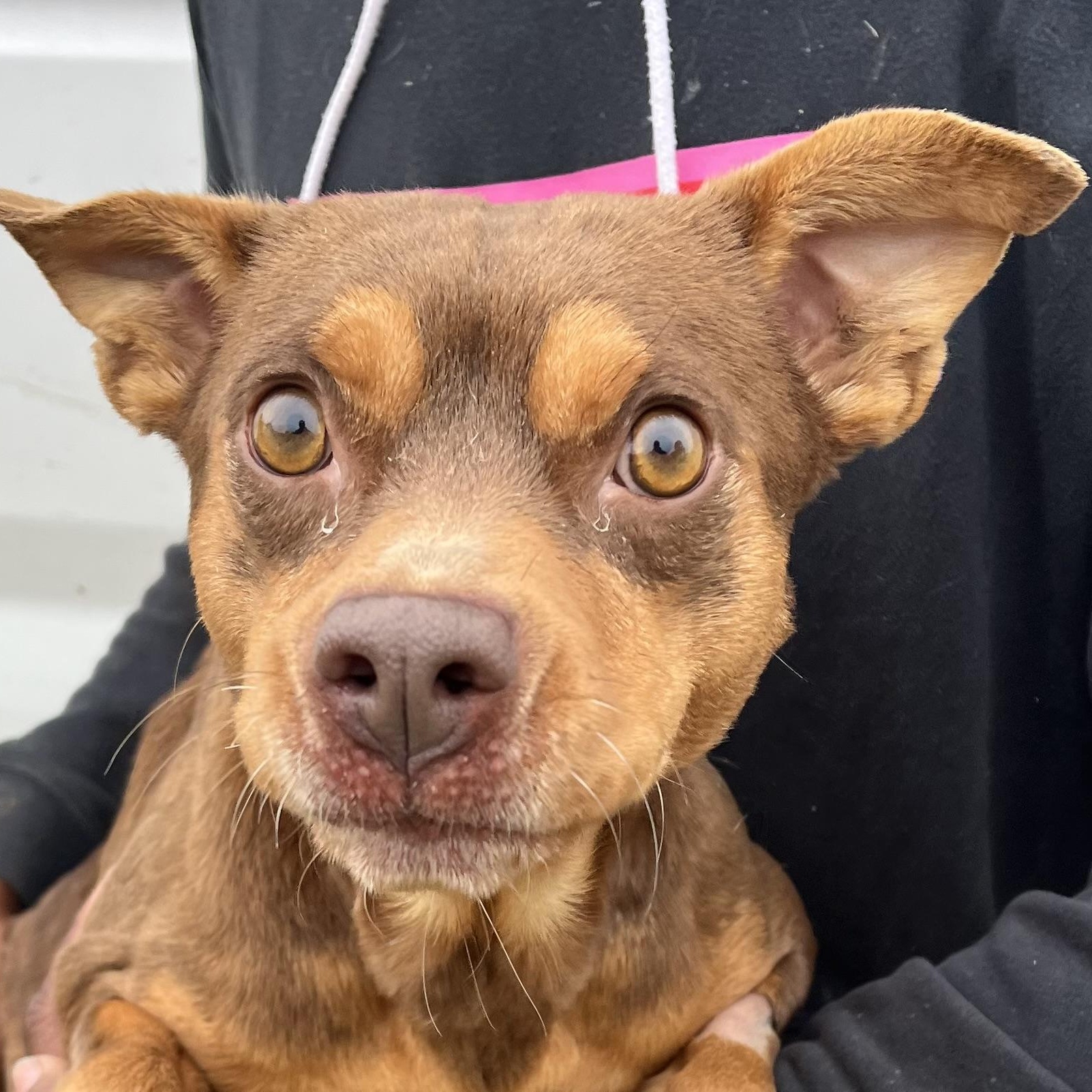 Gonzo - Local February 13-15, adoptable, Young Male Rat Terrier.