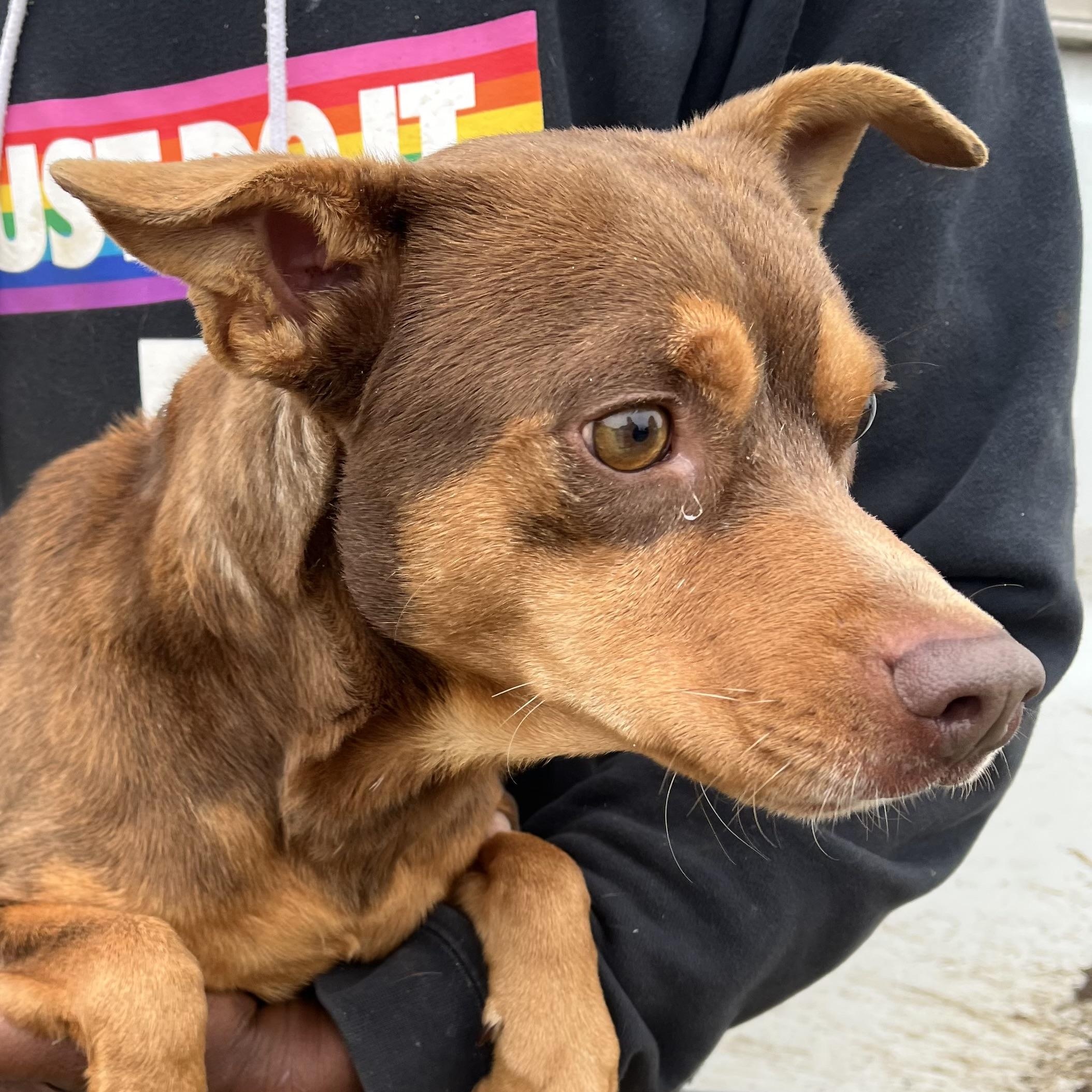 Enlarge Gonzo - Local February 13-15, an adoptable mixed breed in Gresham, OR image 2/6